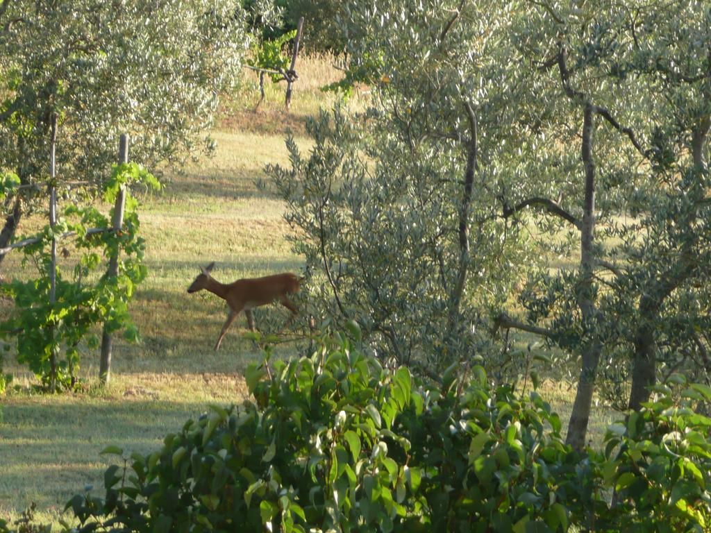 גרבה אין קיאנטי Casa Ercole Farm Stay מראה חיצוני תמונה